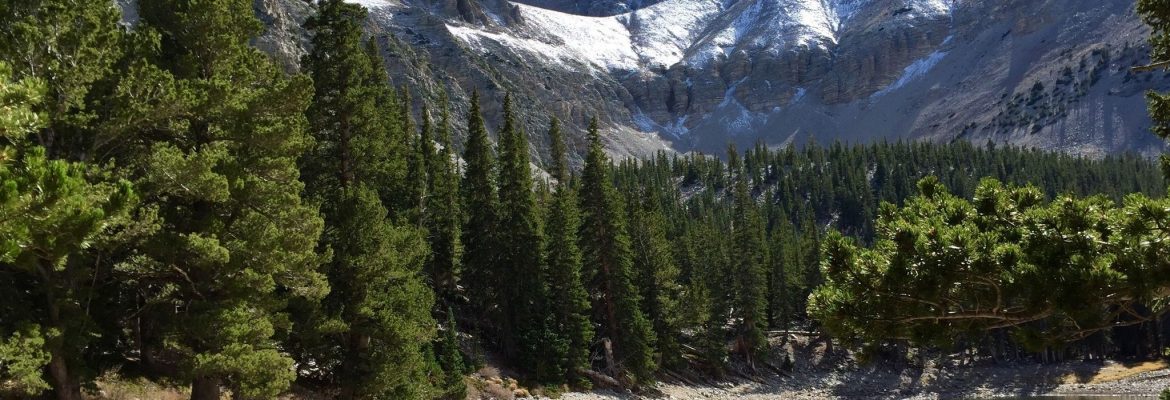 Timber Creek Trail, Great Basin National Park, Nevada, USA