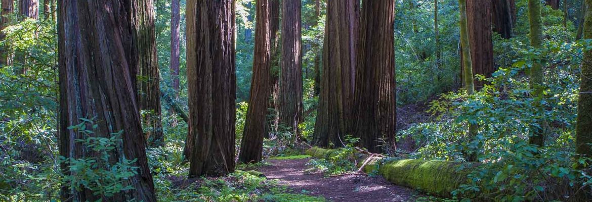 Big Basin Redwoods State Park, California
