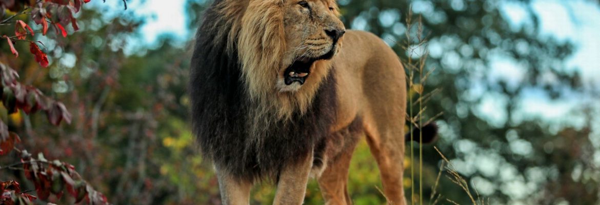 Chester Zoo