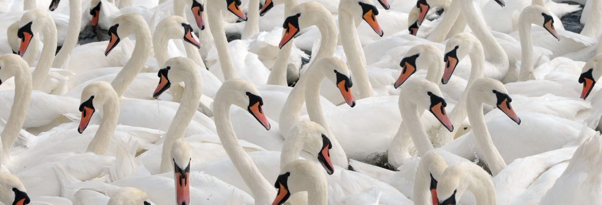 Abbotsbury Swannery