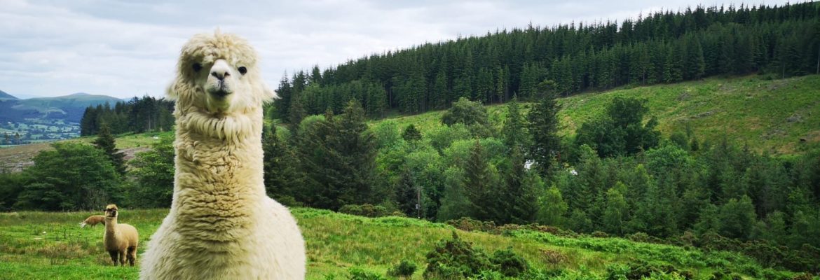 Alpacaly Ever After