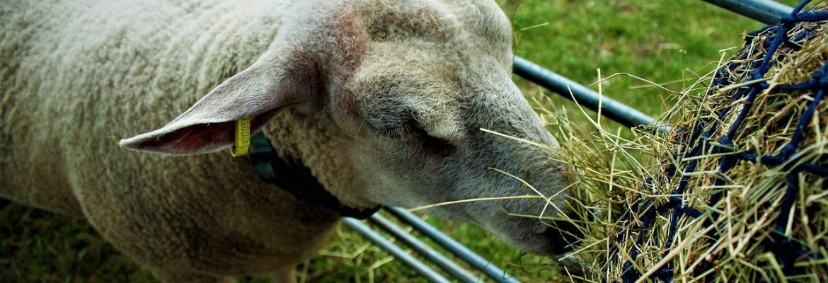 Barleylands Farm Park and Craft Village – Farm Park currently closed