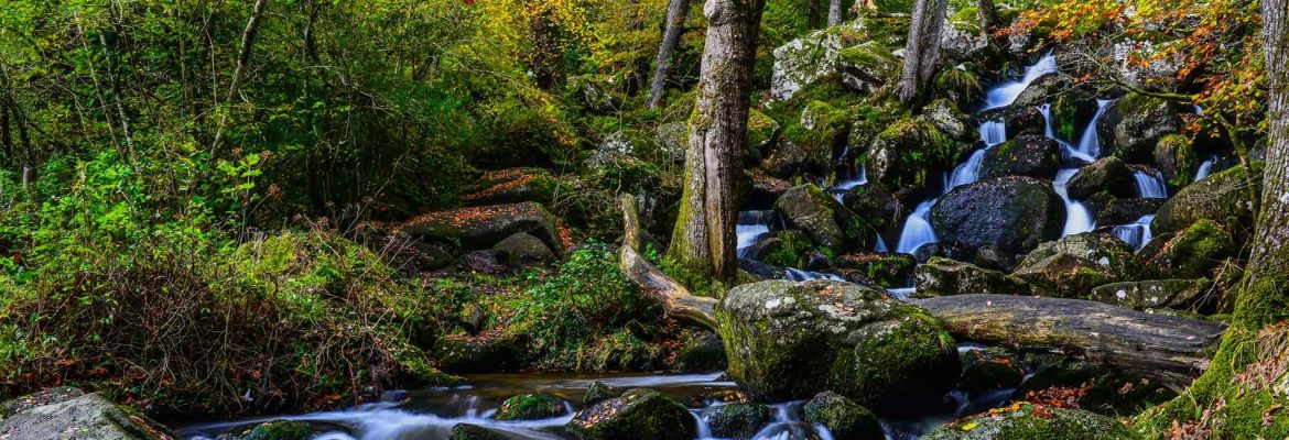 Becky Falls Ancient Woodland Park Limited