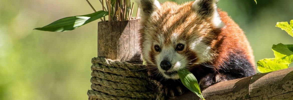 Blackpool Zoo