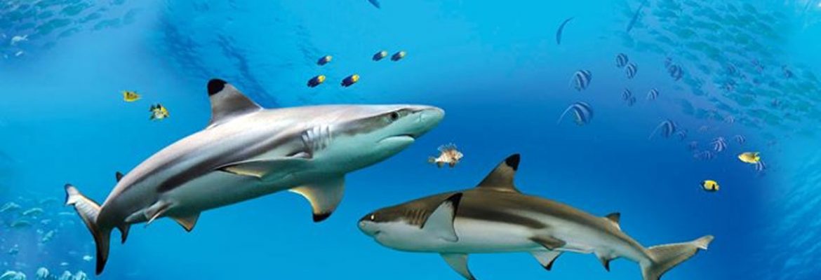 Blue Reef Aquarium Newquay