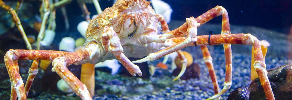 Bristol Aquarium