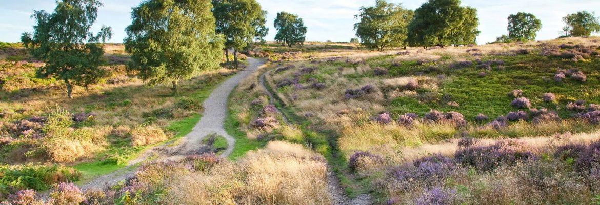 Cannock Chase AONB
