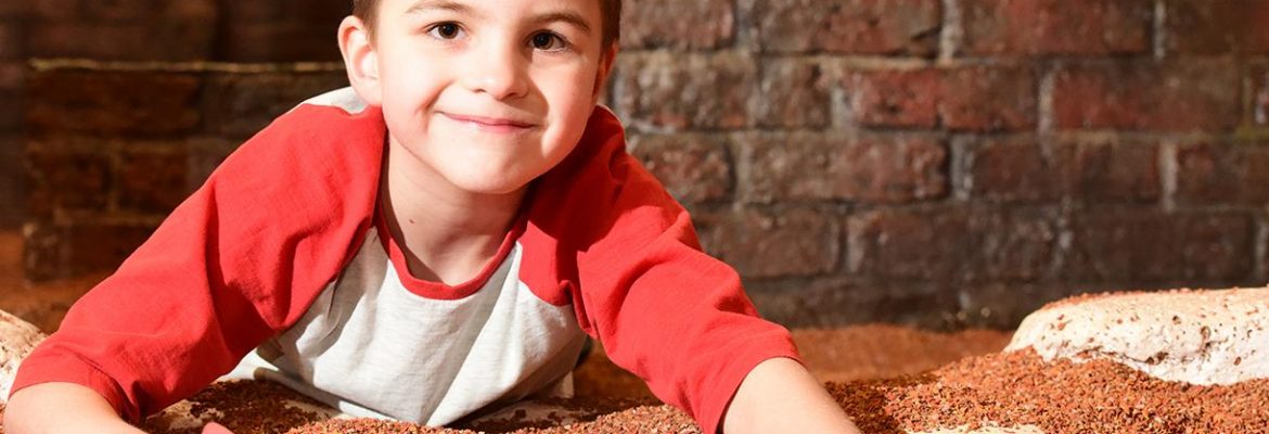 DIG: An Archaeological Adventure