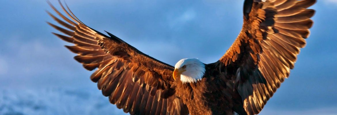 Eagle Heights Wildlife Foundation