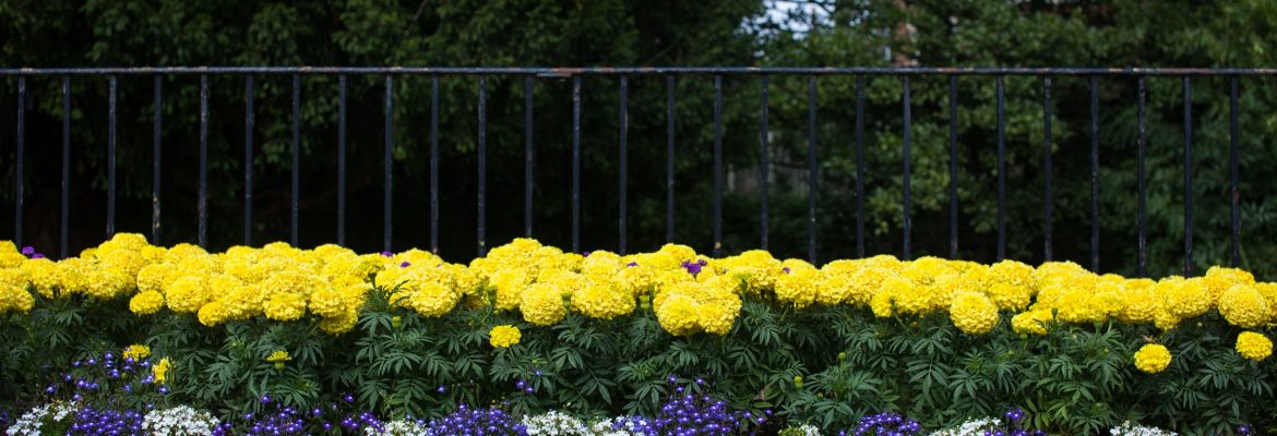 Endcliffe Park