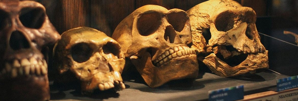 Grant Museum of Zoology