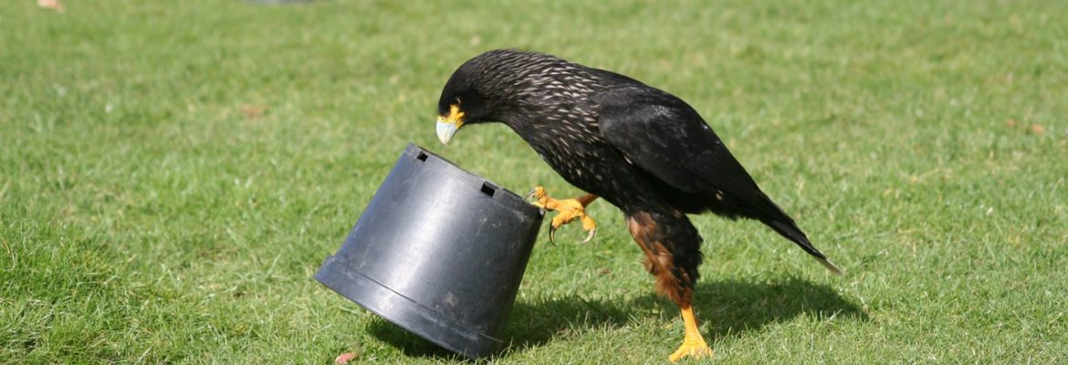 Hawk Conservancy Trust