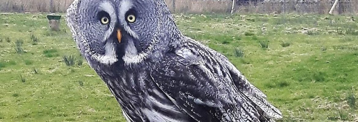 Kielder Water Bird Of Prey Centre