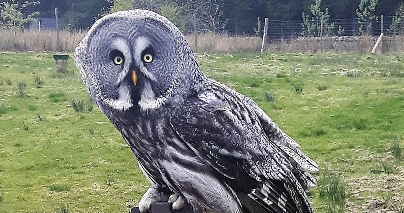 Kielder Water Birds of Prey Centre – One of the largest collections of birds  in the North of England