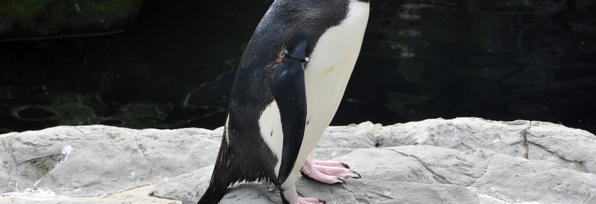 Living Coasts