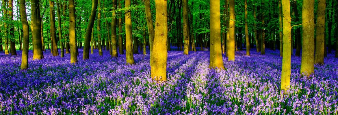 Micheldever Forest