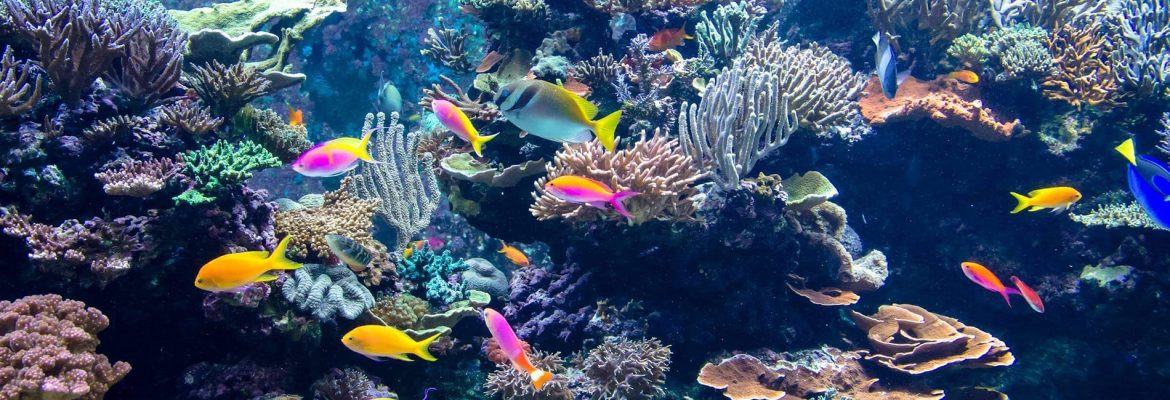 National Marine Aquarium