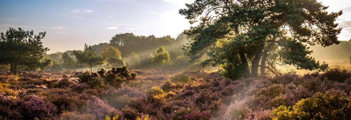 National Trust – Dunwich Heath and Beach