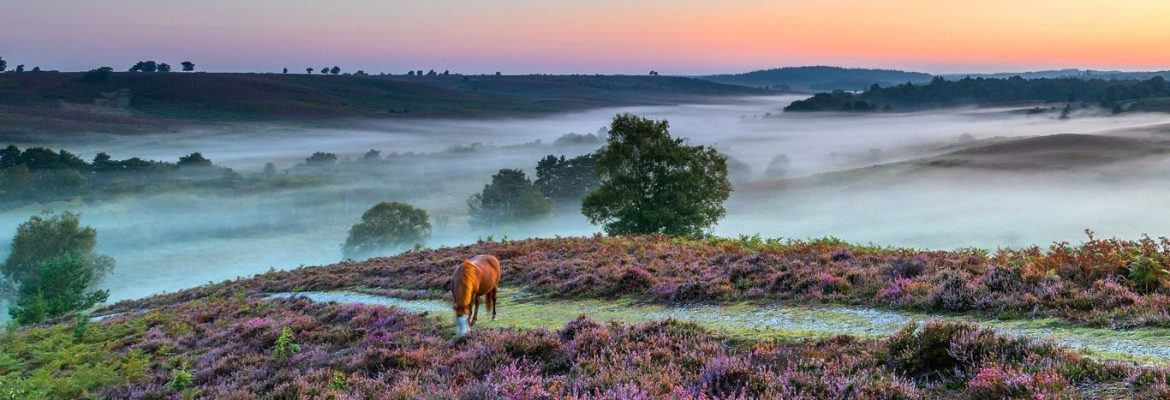 New Forest National Park