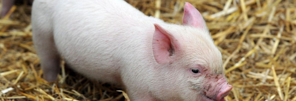 Newham Grange Farm