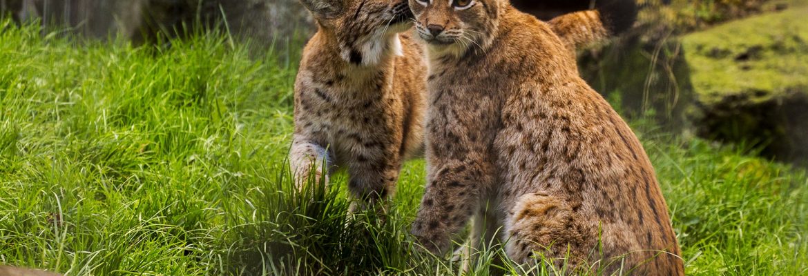 Newquay Zoo