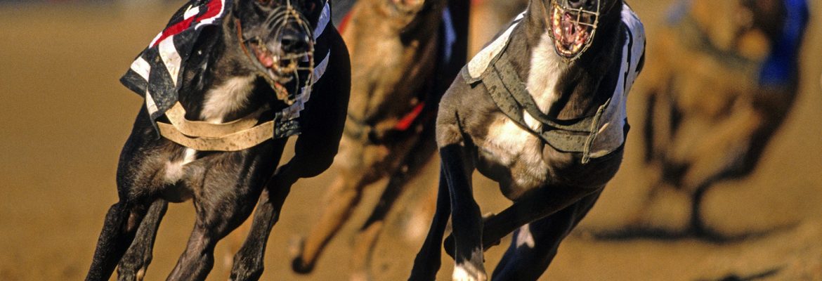 Peterborough Greyhound Stadium