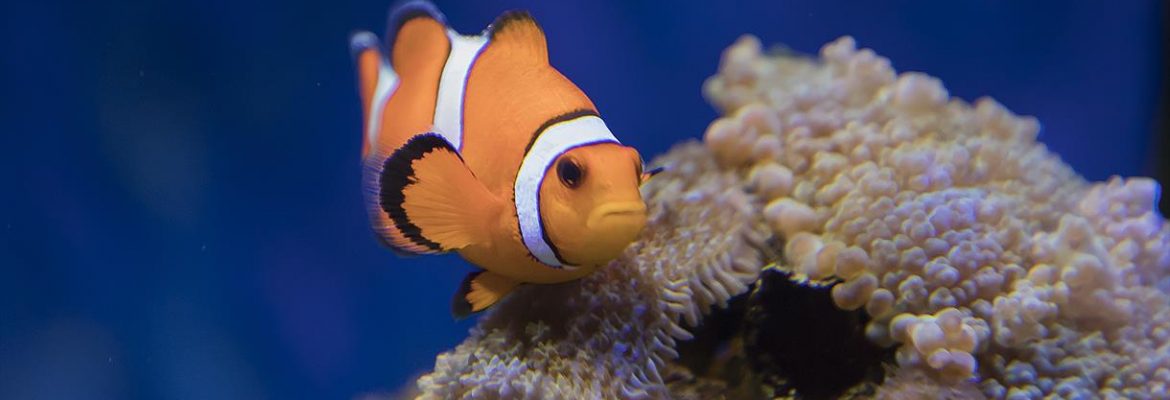 Sealife Adventure