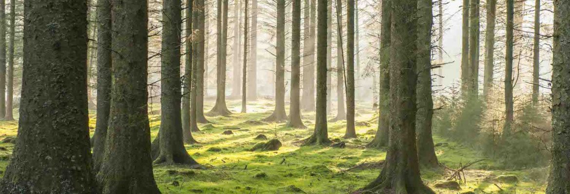 Sherwood Pines Forest Park