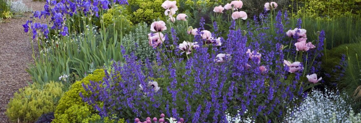 The Beth Chatto Gardens