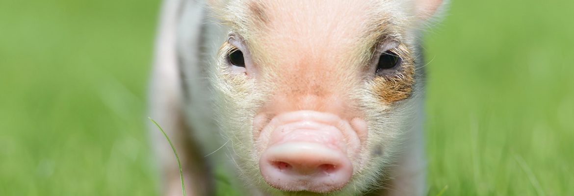The Pink Pig Farm