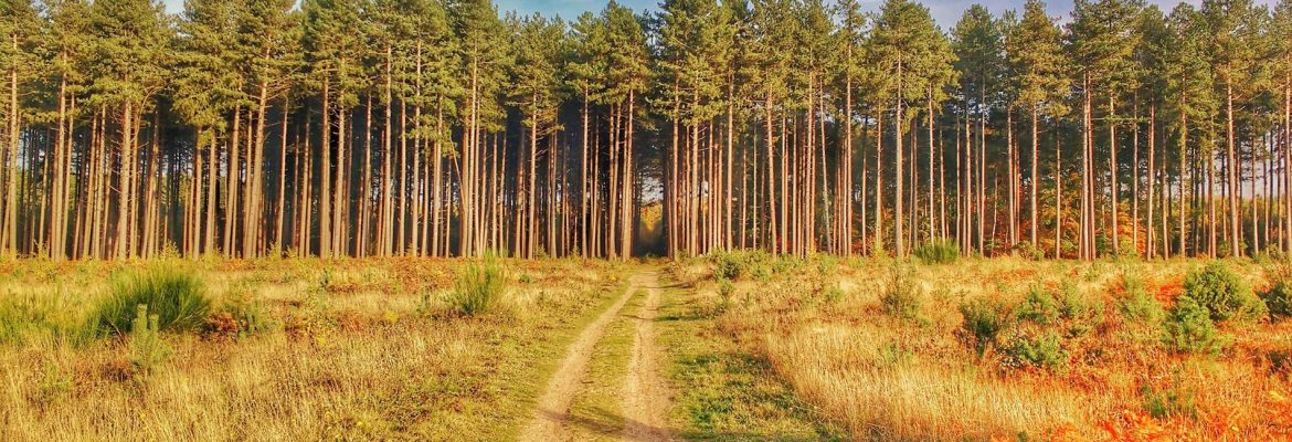 Thetford Forest Park