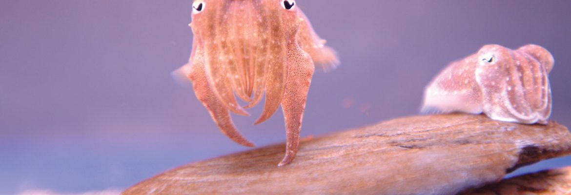 Tynemouth Aquarium