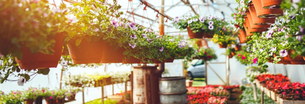 Walkers Nurseries & Garden Centre