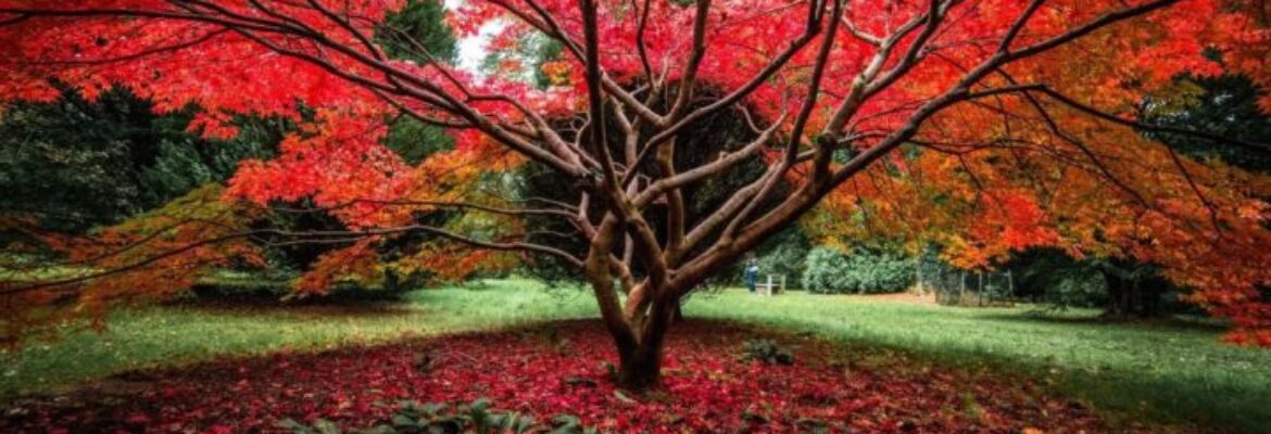 Westonbirt, The National Arboretum