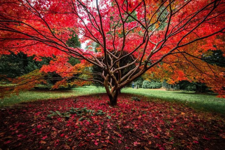 Westonbirt, The National Arboretum