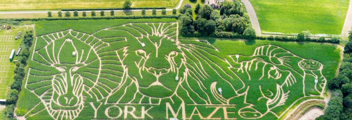 York Maze