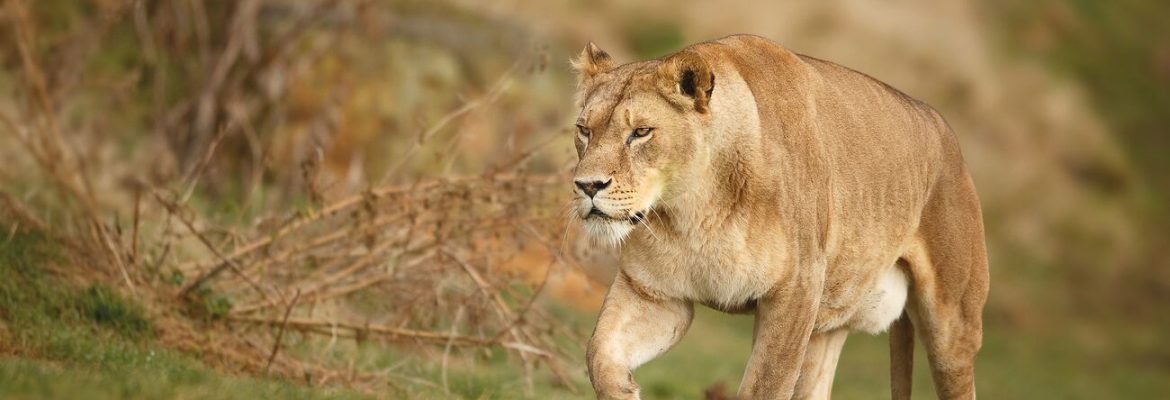 Yorkshire Wildlife Park