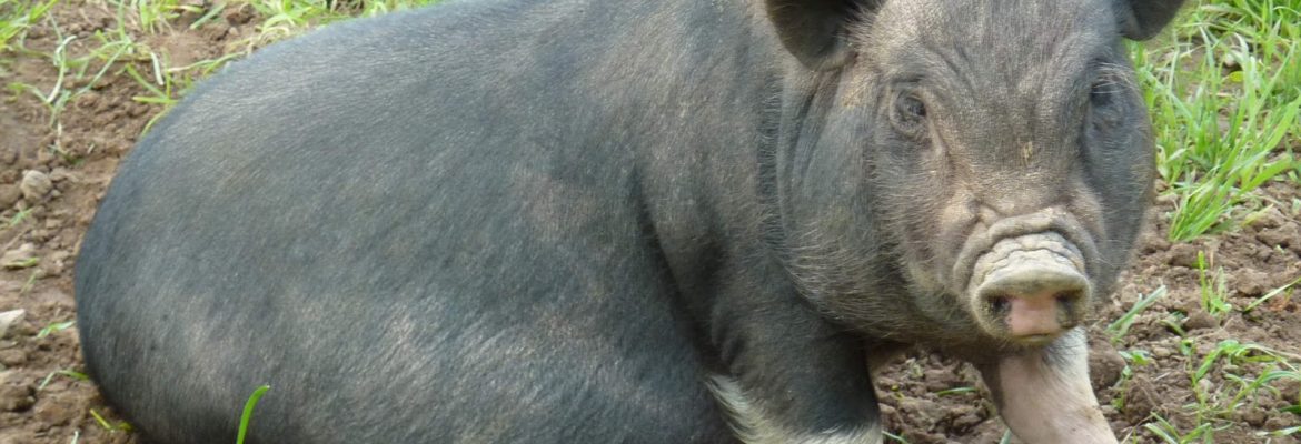 Bowland Wild Boar Park