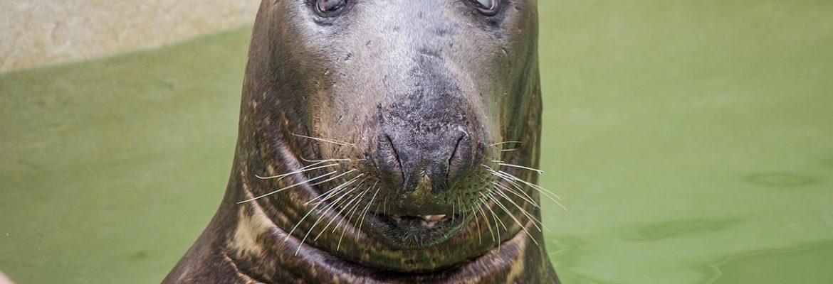 Cornish Seal Sanctuary