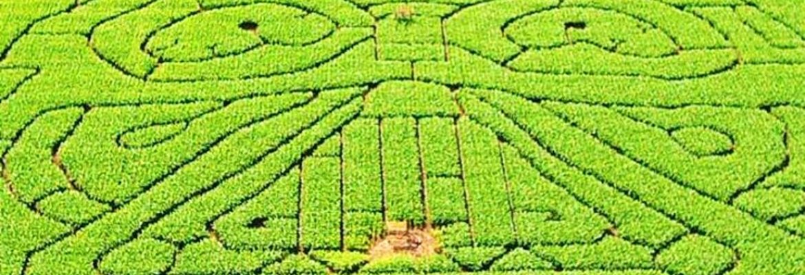 Elton Maize Mazes