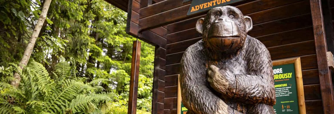 Go Ape Delamere Forest
