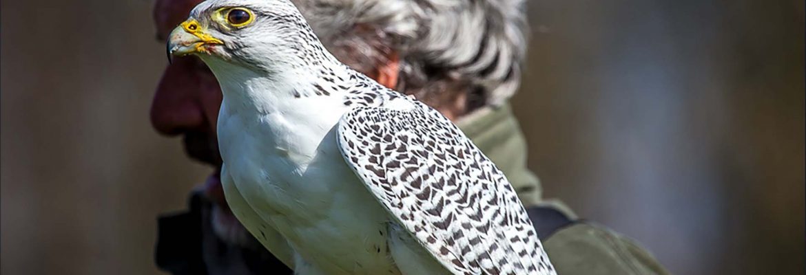 Lakeland Bird Of Prey Centre