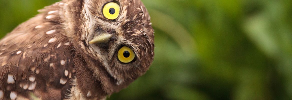 Owl & Bird Of Prey Sanctuary
