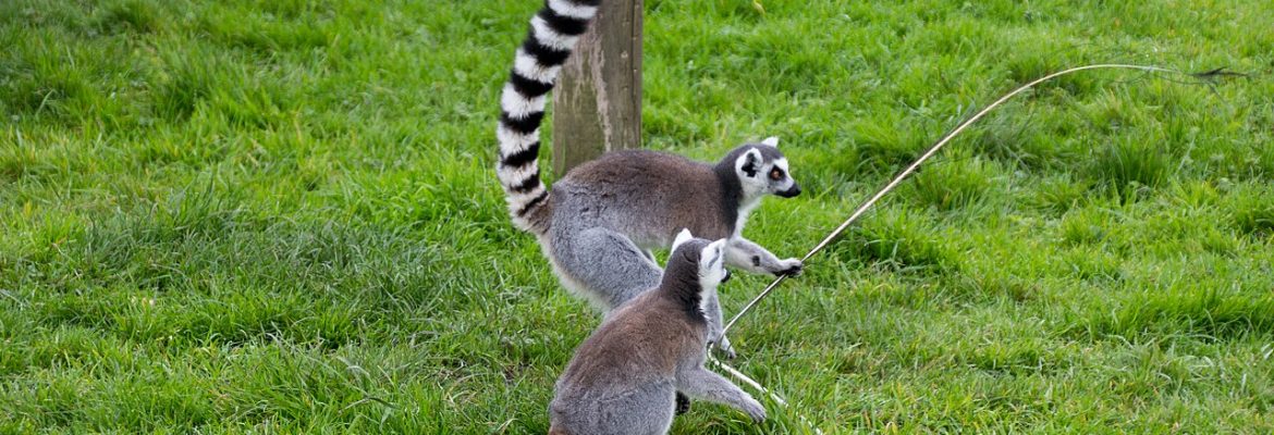 Peak Wildlife Park