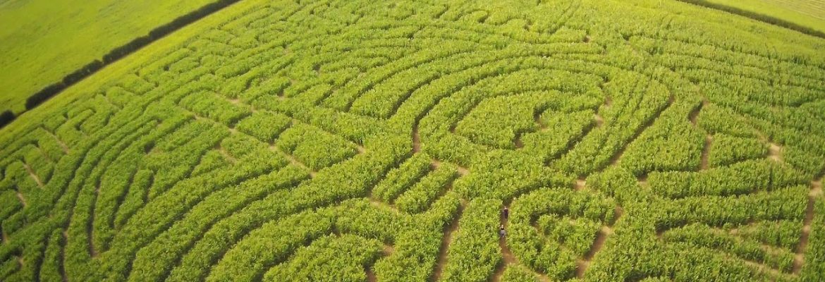 Singleton Maize Maze