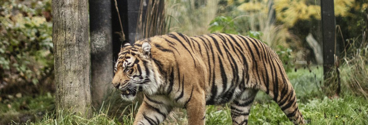 South Lakes Safari Zoo