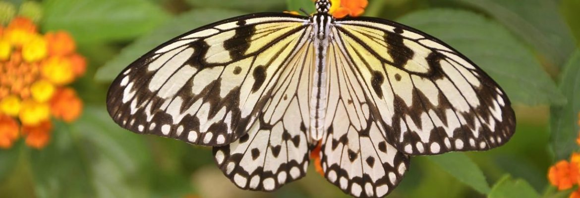 Wye Valley Butterfly Zoo