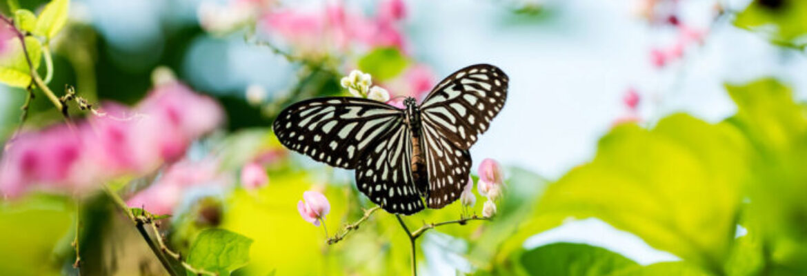 Kuala Lumpur Butterfly Park