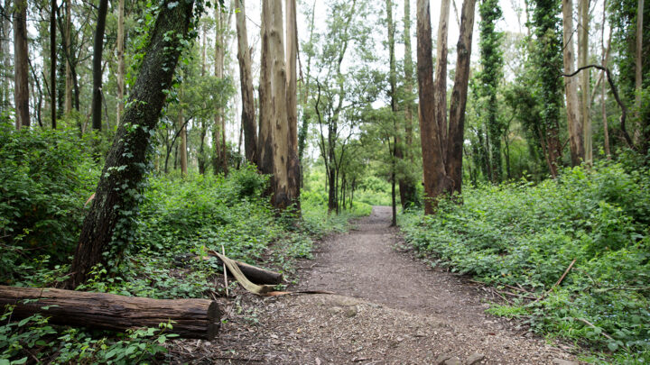 Mount Sutro Open Space Reserve