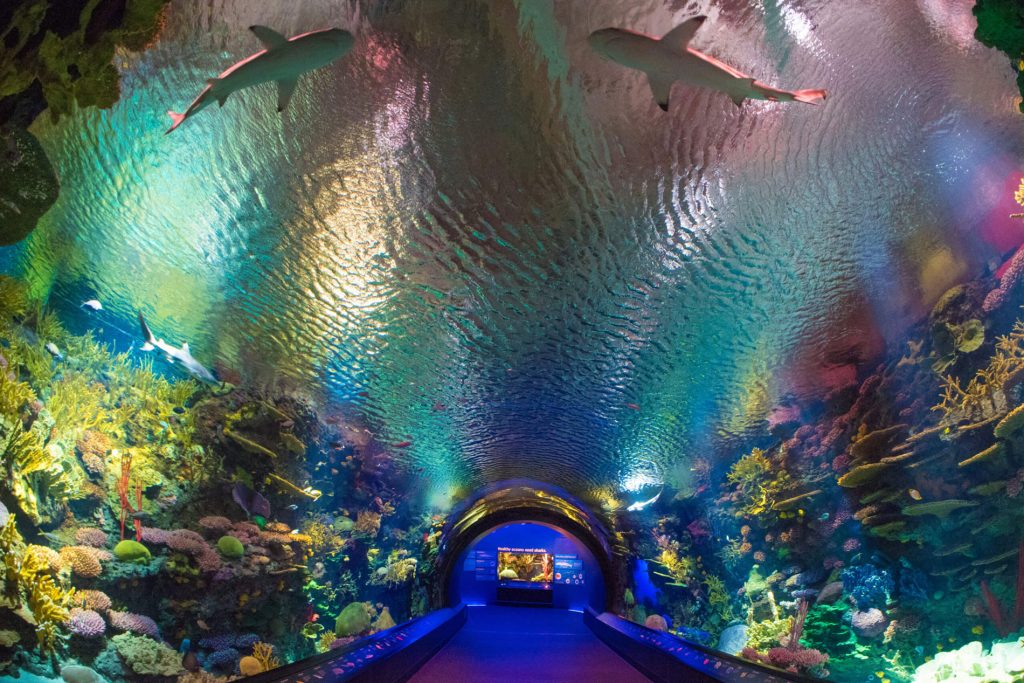 New-York-Aquarium